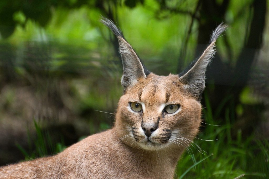 caracals as pets